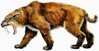 Saber-toothed tiger – Smilodon