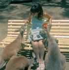 გოგონა და ცნობისმოყვარე კენგურუები.  ავსტრალია, 1960-იანი წლები.
