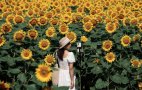 მზესუმზირას ყვავილობა პეკინის ოლიმპიურ პარკში