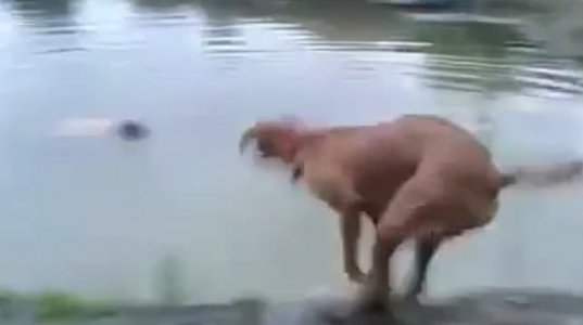 ამ ძაღლის პატრონმა დიდხანს არ ამოყვინთა წყლიდან...ნახეთ რა ქნა ძაღლმა!