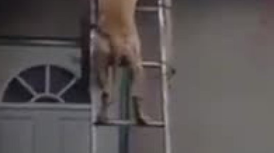 ძაღლი კიბეზე მიცოცავს