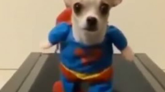 Super-Chihuahua