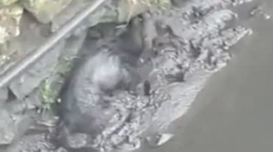 მაშველებმა ძაღლი მდინარე ყვირილაში დახრჩობას გადაარჩინეს (ვიდეო)