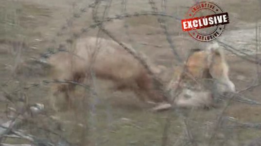(საშინელი კადრები) ძაღლი და დედა ღორი, გოჭს შუაზე გლეჯენ (18+ ვიდეო)