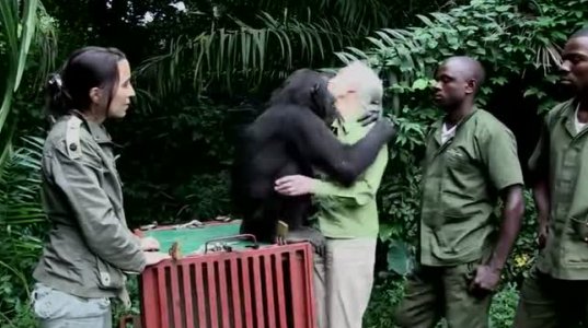 ასე უხდის მადლობას შიმპანზე თავის განმათავისუფლებლებს