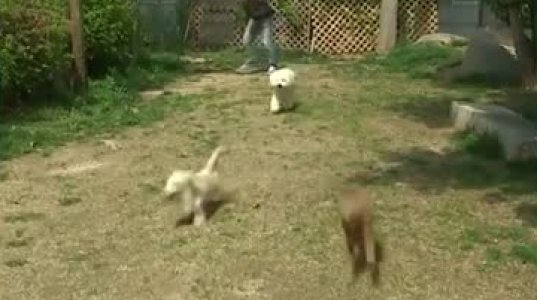 ძაღლების ბაღი სამხრეთ კორეაში - ვიდეო რომელიც ყველა ცხოველის მოყვარულმა უნდა ნახოს