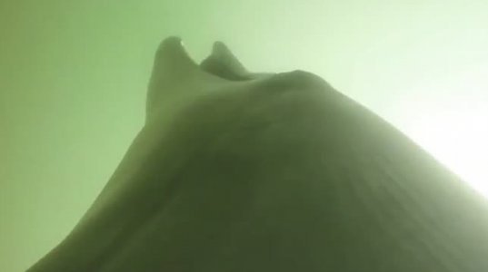წარმოუდგენელი, იშვიათი წყალქვეშა ვიდეო გვიჩვენებს,  საზღვაო ძალების დელფინები როგორ  იჭერენ ზღვის გველებს წყნარ ოკეანეში
