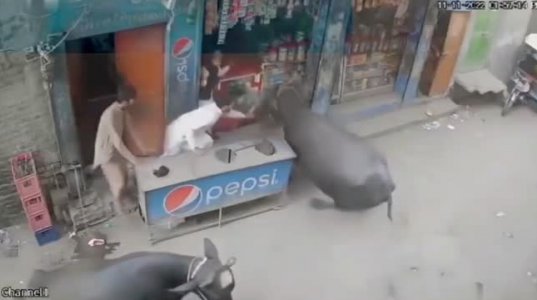 ქუჩაში ძროხა ბავშვებს თავს დაესხა(პაკისტანი)