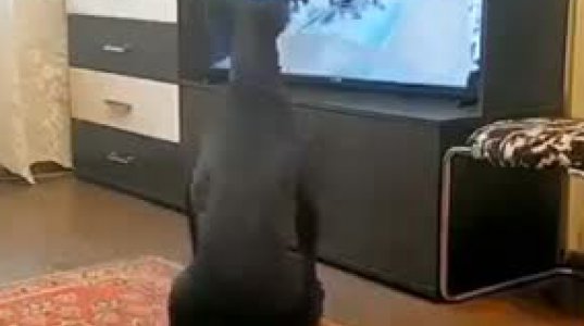 ძაღლი ტელევიზორში ნანახს ზედმიწევნით იმეორებს და აზიდვებსაც აკეთებს