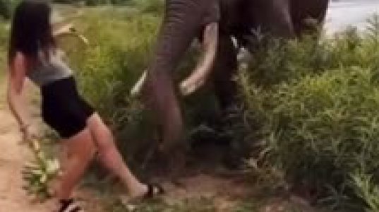 გაღიზიანებულმა სპილომ გოგო ხელყუმბარასავით მოისროლა