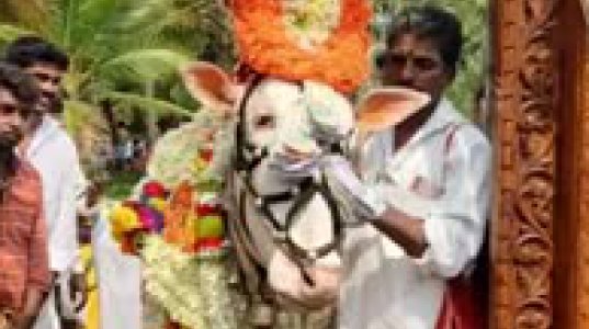 წმინდა ძროხა ინდოეთში