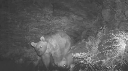 ფშავ-ხევსურეთის ეროვნული პარკის ვიდეოხაფანგმა დათვი და მისი ბელები გადაიღო
